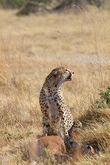 cheetah after hunting in moremi game reserve, botswana