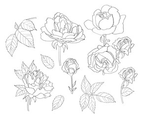 Collection flowers rose. Hand drawn. Vector illustration. Isolated linear plants, leaves and branches for design, decor and decoration