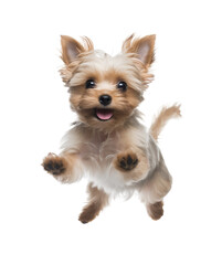 Transparent PNG - Leaping Terrier Puppy