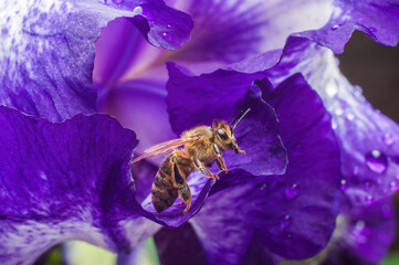 Bee hiding from rain in purple Iris flower, drops on petals, selective focus.