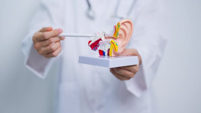 Doctor with human Ear anatomy model. Ear disease, Atresia, Otitis Media, Pertorated Eardrum, Meniere syndrome, otolaryngologist, Ageing Hearing Loss, Schwannoma and Health
