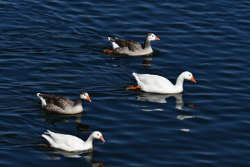 Beautiful white ducks swimming at Lake Oanob Namibia