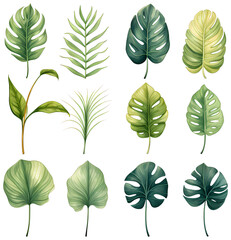 Watercolor Monstera palm leaf Clipart Illustration Png Transparent Background
