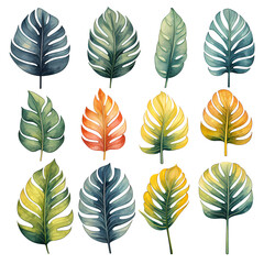 Fototapeta premium Watercolor Monstera palm leaf Clipart Illustration Png Transparent Background 
