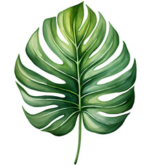 Watercolor Monstera palm leaf Clipart
