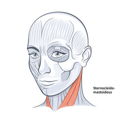 Woman Face Anatomy Sternocleidomastoideus Neck Muscle vector illustration - obrazy, fototapety, plakaty