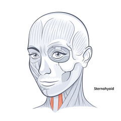 Woman facial anatomy sternohyoid neck muscle illustration