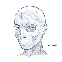 Woman facial anatomy omohyoid neck muscle vector illustration - obrazy, fototapety, plakaty