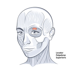 Woman Face Levator Palpebrae Superioris Muscle illustration