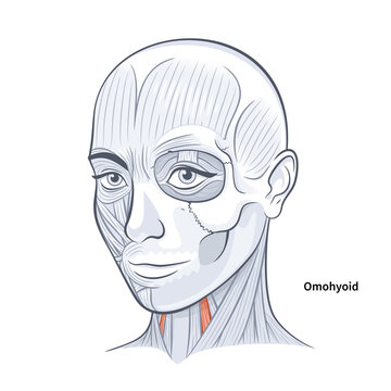 Woman facial anatomy omohyoid neck muscle illustration