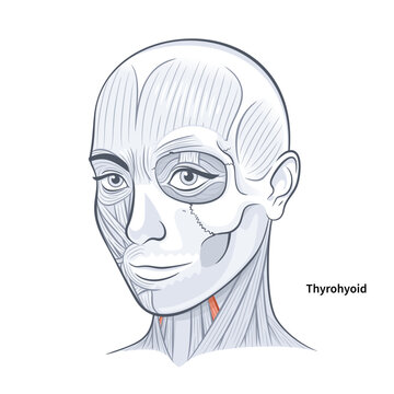 Woman facial anatomy thyrohyoid neck muscle vector illustration