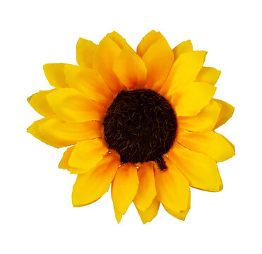 beautiful sunflower isolated. Summer floral element