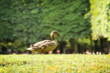 A duck in a city park