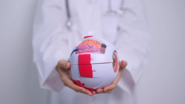 Doctor with human Eye anatomy model with magnifying glass. Eye disease, Refractive Errors, Age Related Macular Degeneration, Cataract, Diabetic Retinopathy, Glaucoma, Amblyopia, Strabismus and Health