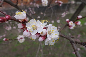 Clump of pinkish white flowers of apricot tree in March
