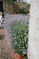 Flowers in a garden behind the wall