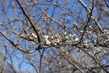 Not fully opened flower buds of plum tree against blue sky in March