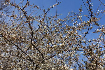 Vibrant blue sky and branches of plum tree with closed flower buds in mid March