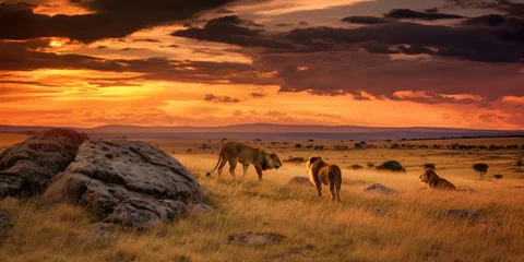 Foto op Aluminium Wild lions in the African savannah at sunset. Generative AI © Farnaces