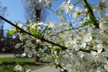 Dark brown branch of blossoming cherry tree in April
