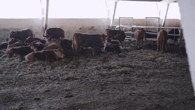 Big bulls on the farm
