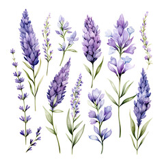 lavender flowers, watercolor illustration, isolated white background