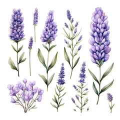lavender flowers, watercolor illustration, isolated white background - obrazy, fototapety, plakaty