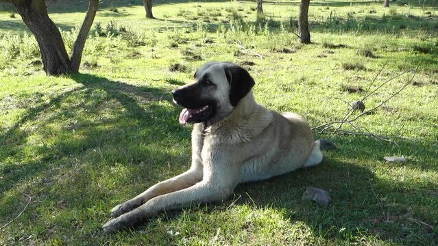 the dog that catches the fly with its mouth, the dog that is disturbed by the fly,