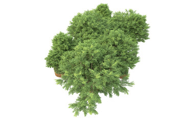 Obraz premium Tropical forest isolated on transparent background. 3d rendering - illustration