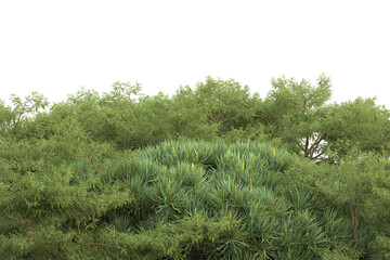 Tropical forest isolated on transparent background. 3d rendering - illustration