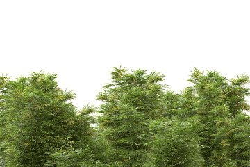 Fototapeta premium Tropical forest isolated on transparent background. 3d rendering - illustration