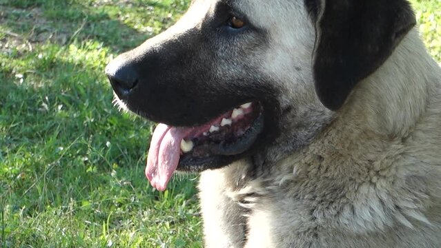 long tongue and teeth sticking out from a dog's side,