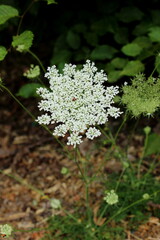 Wilde Möhre, wild carrot