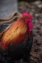 rooster in the farm