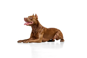 Beautiful, brown, purebred American pitbull terrier lying with tongue sticking out against white studio background. Concept of animal lifestyle, vet, care, motion, beauty, breed. Copy space for ad