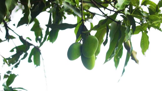 Green raw mango fruits on tree in the garden. organic green raw mangoes fruit hanging on tree and green leaves swaying in the wind
