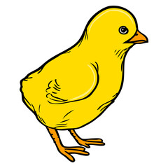 chick illustration