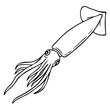 squid outline vector illustration