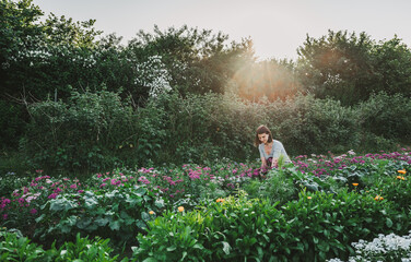 junge Frau, Gärtnerin im Garten. Pflückt und schneidet Blumen im Blumengarten, im Blumenbeet. Gegenlicht am Abend. Sommerliche Stimmung	