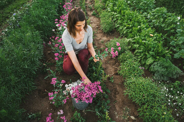 junge Frau, Gärtnerin im Garten. Pflückt und schneidet Blumen im Blumengarten, im Blumenbeet. Gegenlicht am Abend. Sommerliche Stimmung	