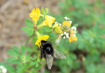 Hummel Hornklee