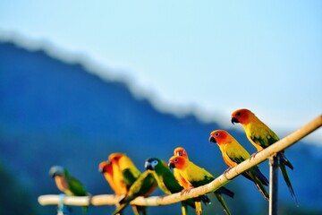 parrot