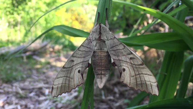 Large brown hawk moth sitting on a green leaf