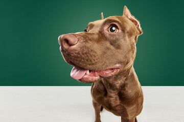 Close-up image of dog's muzzle, purebred American pitbull terrier against green studio background. Curious. Concept of animal lifestyle, vet, care, motion, beauty, breed, action. Copy space for ad