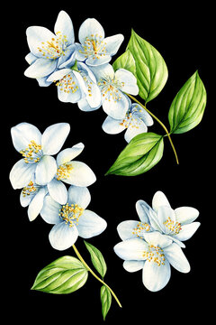 White jasmine flowers isolated on black background. Watercolor botanical illustrations for invitation, card, design