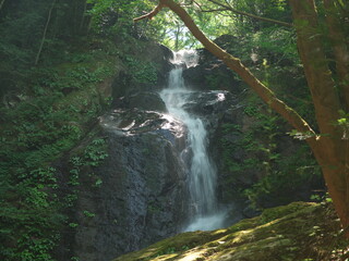 小さな渓谷を流れる清流の滝
