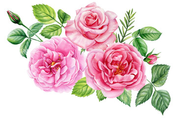 Beautiful flowers. Roses, buds and leaves on a white background, watercolor painting, pink floral illustration