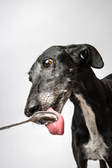 Spanish greyhound - galgo - licking silver spoon