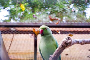 Selective focus of Indian ring neck parrot perched in its enclosure in the afternoon. Great for educating children about wild animals.