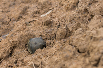 Culter bomb left over in the farming villager area, unexploded bomb from a culter bomb.